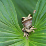 Costa Rica, Frosch auf Blatt, Latin America Tours, Reisen