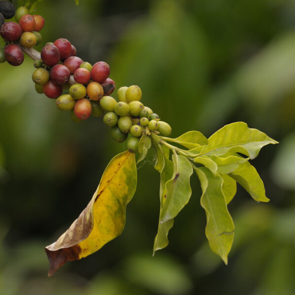 Kolumbien, Kaffeepflanze, Latin America Tours, Reisen