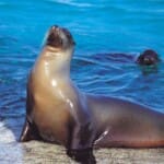 Ecuador, Galapagos, Seelöwen, Latin America Tours, Reisen