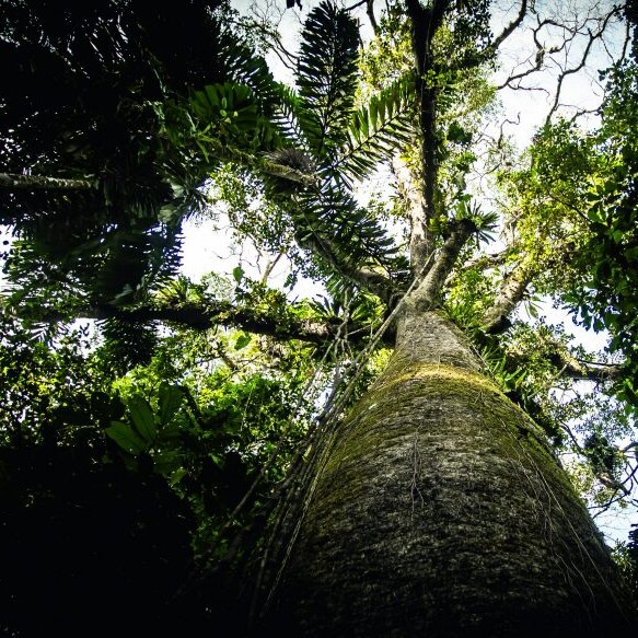 Peru, Amazonas Dschungel, Latin America Tours, Reisen