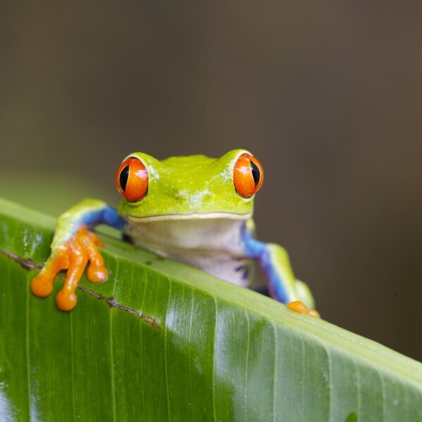 Costa Rica, kleiner bunter Frosch auf Blatt, Latin America Tours, Reisen