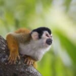 Costa Rica, Totenkopfäffchen, Latin America Tours, Reisen