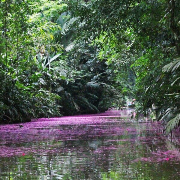 Costa Rica, Tortuguero Canals, Fluss Dschungel, Latin America Tours, Reisen