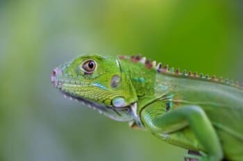 Costa Rica, grüne Echse, Latin America Tours, Reisen