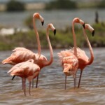 Mexiko, Flamingos, Rio Lagartos, Yucatan, Latin America Tours, Reisen