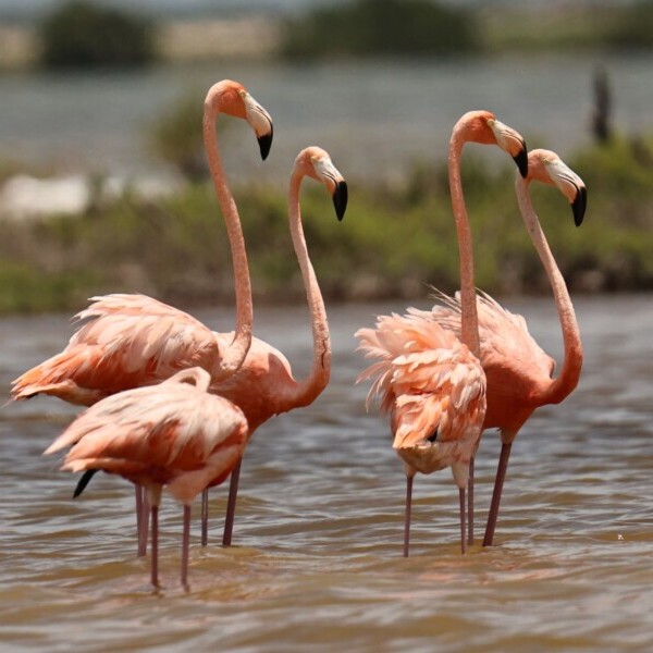Mexiko, Flamingos, Rio Lagartos, Yucatan, Latin America Tours, Reisen