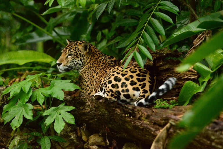 Belize, Jaguar im Baum, Dschungel, Latin America Tours, Reisen