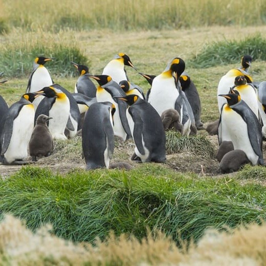 Chile, Feuerland, Pinguine, Tierra del Fuege, Latin America Tours, Reisen