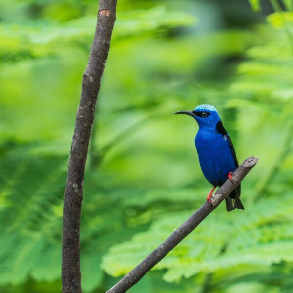 Costa Rica, Vogel im Regenwald, Rotfusshonigsauger, Latin America Tours, Reisen
