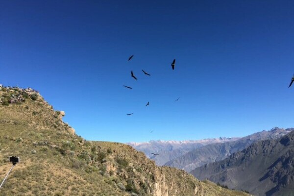 Peru, Colca Canyon, Andenkondore in der Luft, Latin America Tours, Reisen