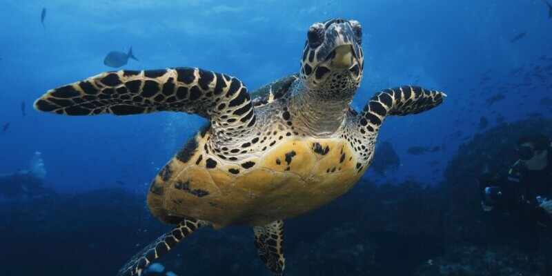Ecuador, Galapagos, Schwimmen Tauchen mit Meeresschildkröte, Latin America Tours, Reisen