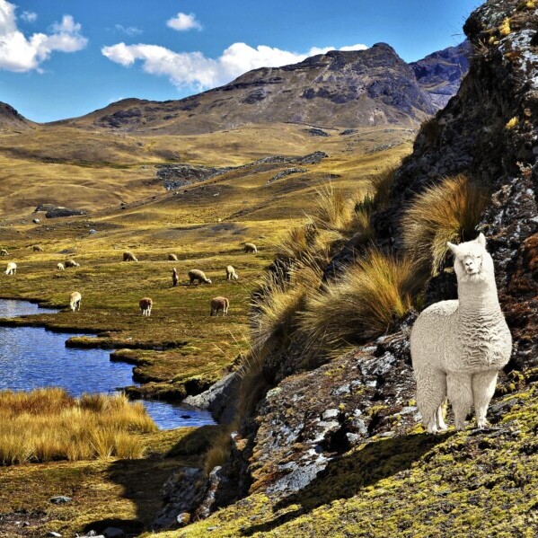 Ecuador, Alpacas auf dem Caminata de cinco laguna bei Pampallacta, Latin America Tours, Reisen