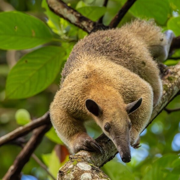 Lateinamerika, Ameisenbär auf Ast, Latin America Tours