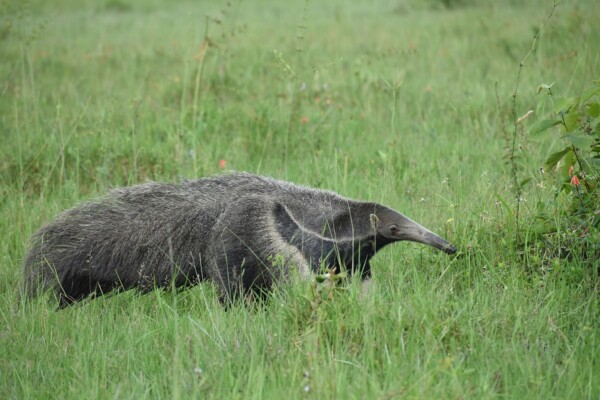 Lateinamerika, Ameisenbär im Gras, Latin America Tours