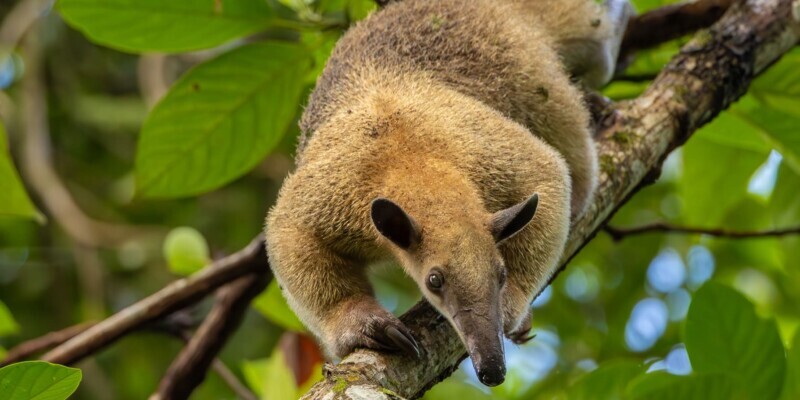 Lateinamerika, Ameisenbär auf Ast, Latin America Tours