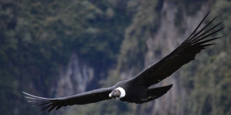 Lateinamerika, Andenkondor im Flug, Latin America Tours