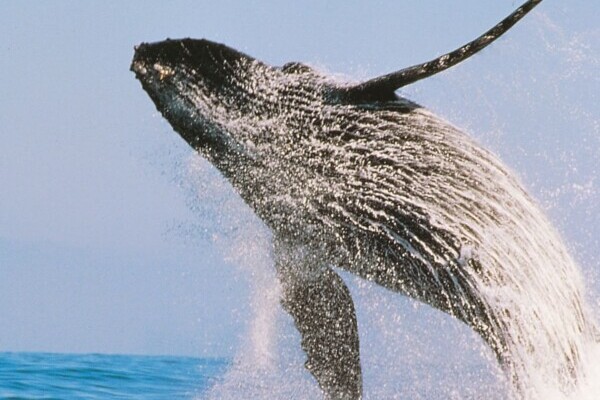 Mexiko, Buckelwal vor der Baja California, Latin America Tours