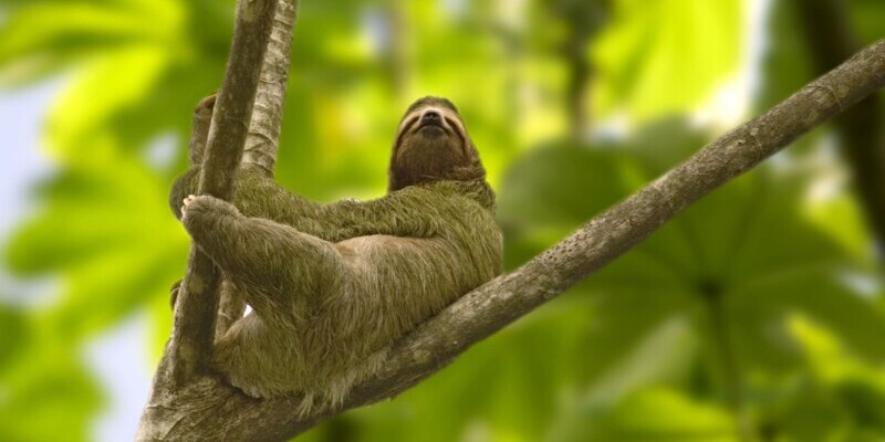Latainamerika, Faultier im Baum, Latin America Tours