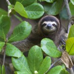 Lateinamerika, Faultier, Latin America Tours