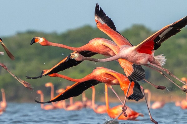 Lateinamerika, Flamingos, Latin America Tours