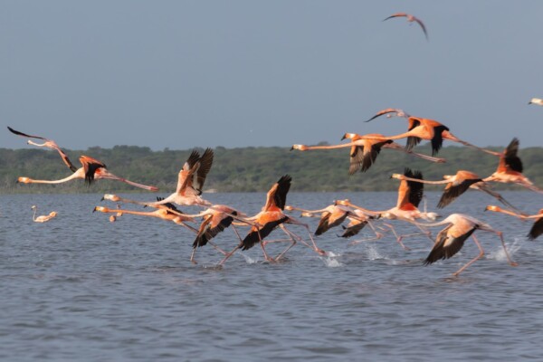 Lateinamerika, Flamingos im Flug, Latin America Tours