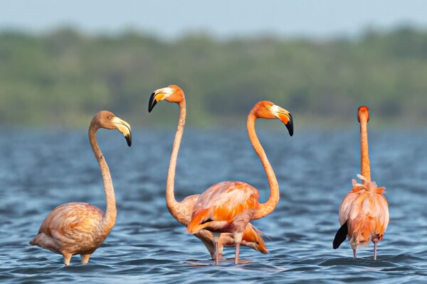 Lateinamerika, Flamingos im Wasser, Latin America Tours