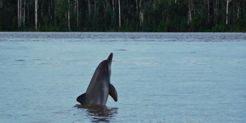 Kolumbien, Amazonas, Flussdelfin im Lago de tarapoto, Latin America Tours