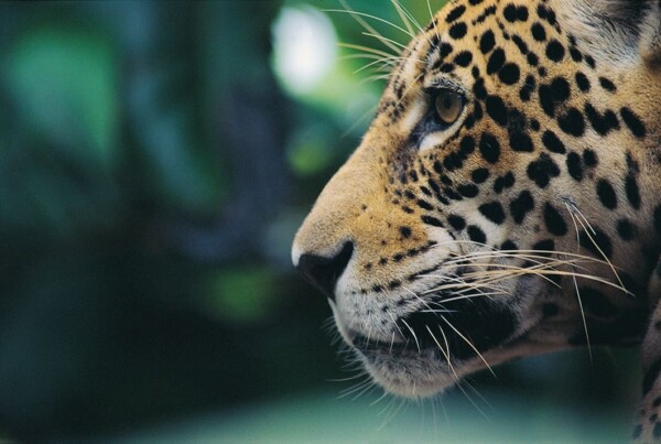 Lateinamerika, Kopf eines Jaguars, Latin America Tours