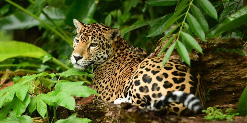 Belize, Jaguar im Dschungel, Latin America Tours