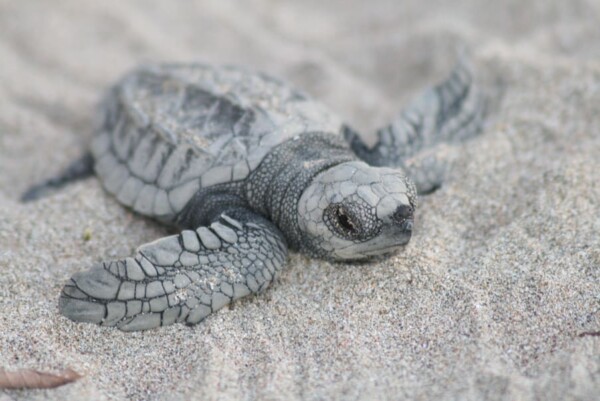 Costa Rica, kleine Meeresschildkröte im Sand, Latin America Tours