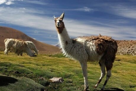 Lateinamerika, Lamas, Latin America Tours