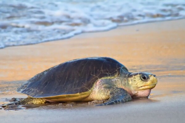Costa Rica, Meeresschildkröte, Latin America Tours