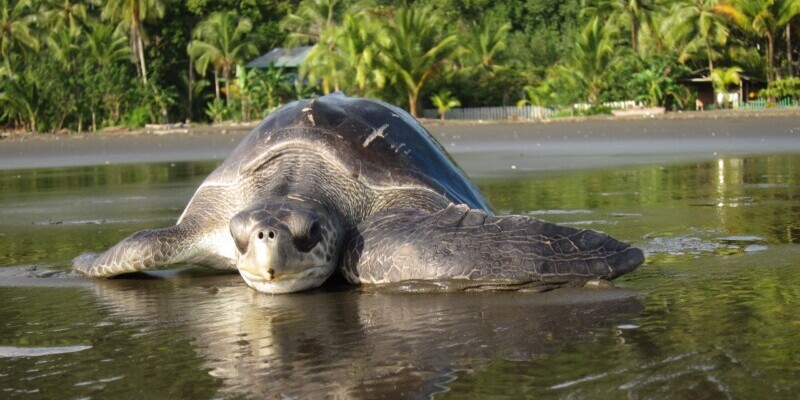 Costa Rica, Meeresschildkröte, Latin America Tours
