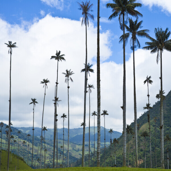 Kolumbien, Hügellandschaft mit Palmen in der Kaffeezone, Latin America Tours, Reisen