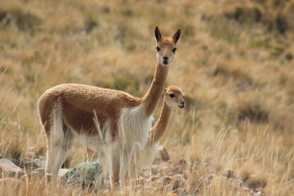 Peru, Colca Canyon, zwei Vicunas im Gras, Latin America Tours