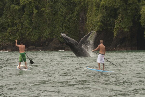 Lateinamerika, Standup Paddling mit Wal, Latin America Tours
