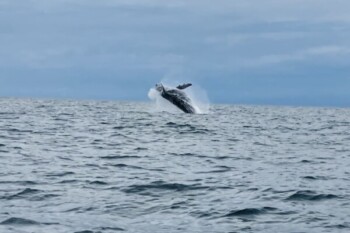 Panama, Whalewatching Pedasi, Latin America Tours, Reisen