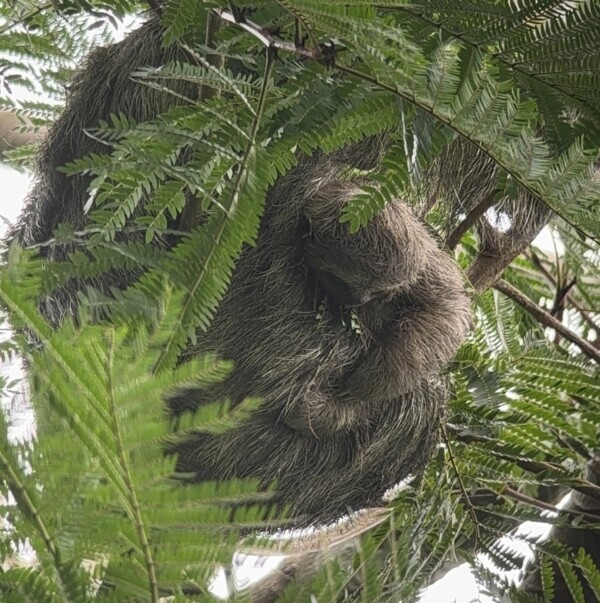 Costa Rica, Brüllaffe im Baum, Latin America Tours, Reisen