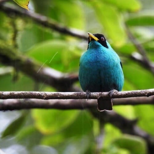 Costa Rica, Boca Tapada, blauer Vogel, Latin America Tours, Reisen