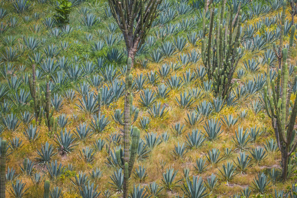 Mexiko, Agavenfeld, Latin America Tours