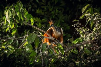 Peru, Amazonas, exotischer Vogel im Baum, Dschungel, Latin America Tours