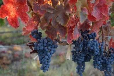 Argentinien, Mendoza, Weintrauben im Herbst, Valle de Uco, Casa de Uco, Latin America Tours Argentinien, Mendoza, Weintrauben im Herbst, Valle de Uco, Casa de Uco, Latin America Tours
