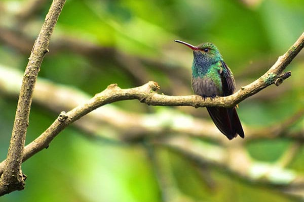 Panama, Reise planen in 5 Schritten, Boquete, Kolibri, Latin America Tours