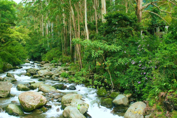 Panama, Boquete, Regenwald, Latin America Tours