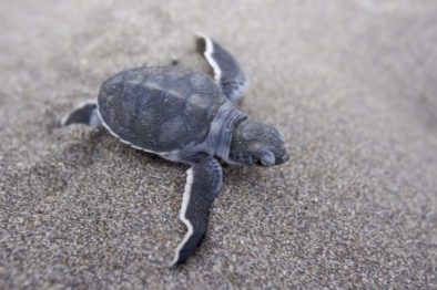 Costa-Rica_Kleine-Schildkroete-e1579186880179 Costa-Rica_Kleine-Schildkroete-e1579186880179