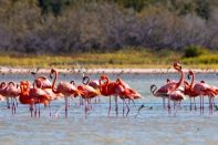 Dominikanische Republik, Flamingos im Südwesten, Latin America Tours