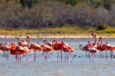 Dominikanische Republik, Flamingos im Südwesten, Latin America Tours,, Blog Vorschau Dominikanische Republik, Flamingos im Südwesten, Latin America Tours