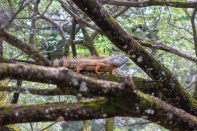 Costa Rica, Palo Verde Nationalpark, Eidechse auf dem Baum, Studienreise, Alessandra Rüfenacht, Latin America Tours
