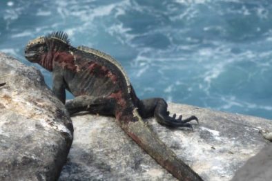 Ecuador, Galapagos, Meeresechse auf Fels, Latin America Tours, Vorschau Blog Ecuador, Galapagos, Meeresechse auf Fels, Latin America Tours