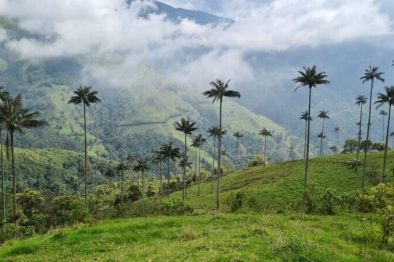 Pijao – Wachspalmen – Wachspalmen 01 Kolumbien, Pijao, Quindio, Wachspalmen, Palmeras Tour El Alto, Latin America Tours